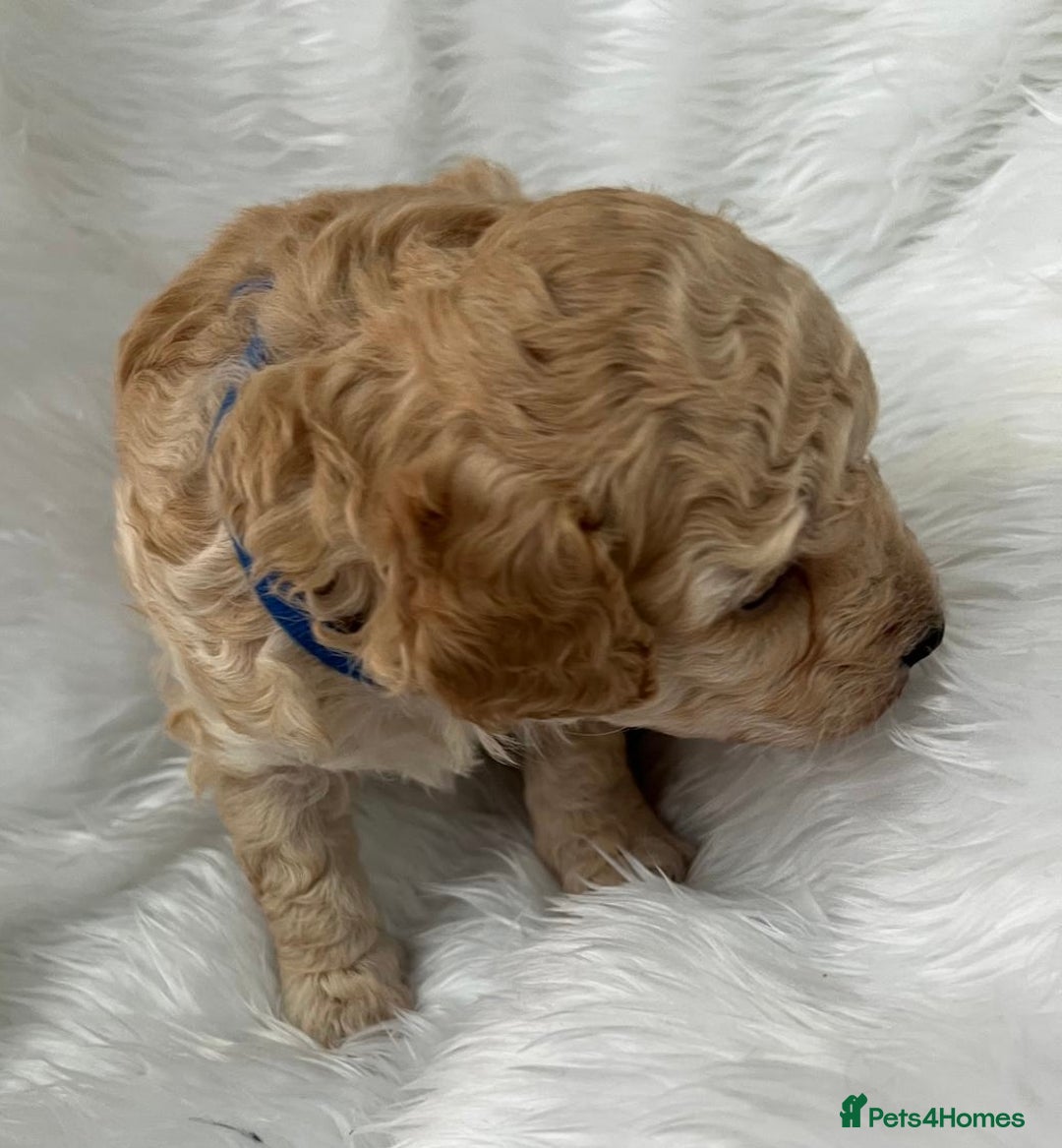 Cavapoo dogs for sale: Adorable Cavapoo Puppies - Parents Health Tested - Image 8