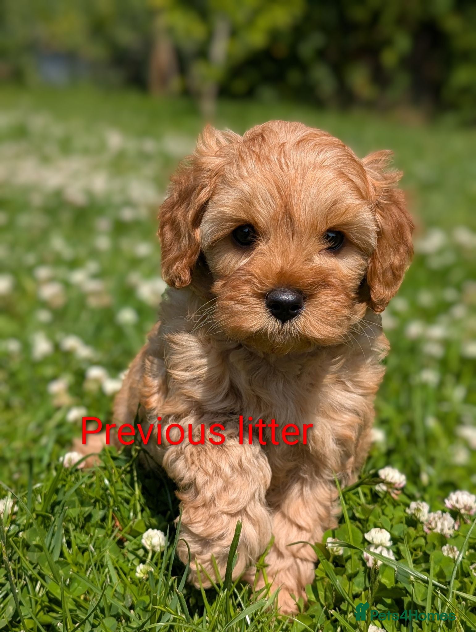 Cavapoo dogs Adorable F1 Cavapoo puppies.  - Advert 1