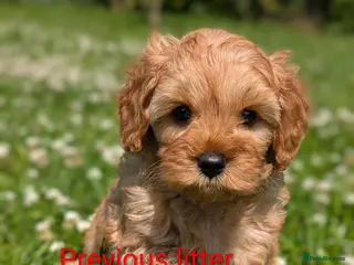 Cavapoo dogs Adorable F1 Cavapoo puppies. - Advert 1