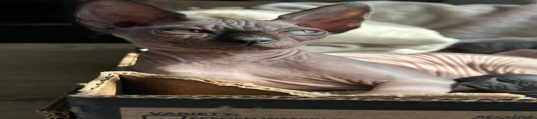 Sphynx Kitten 1