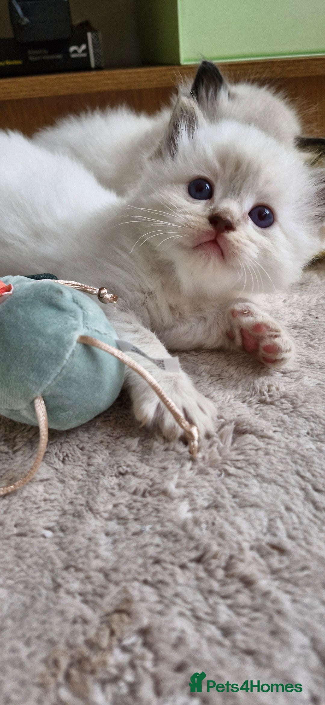 Ragdoll cats for sale: 🐾 Gorgeous Ragdoll Kittens.Ready 22nd December 🐾 - Image 24