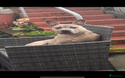 Mixed Breed dogs for sale: Blue  - Image 4