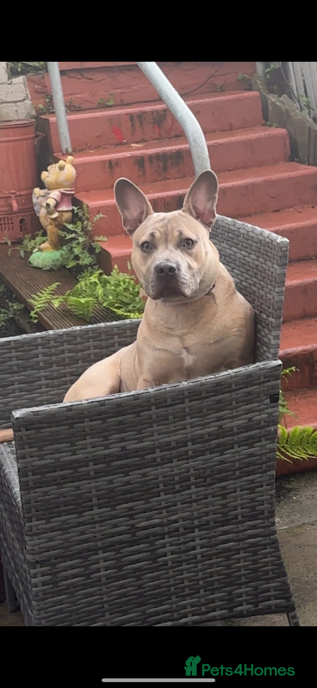 Mixed Breed dogs for sale: Blue  - Image 4