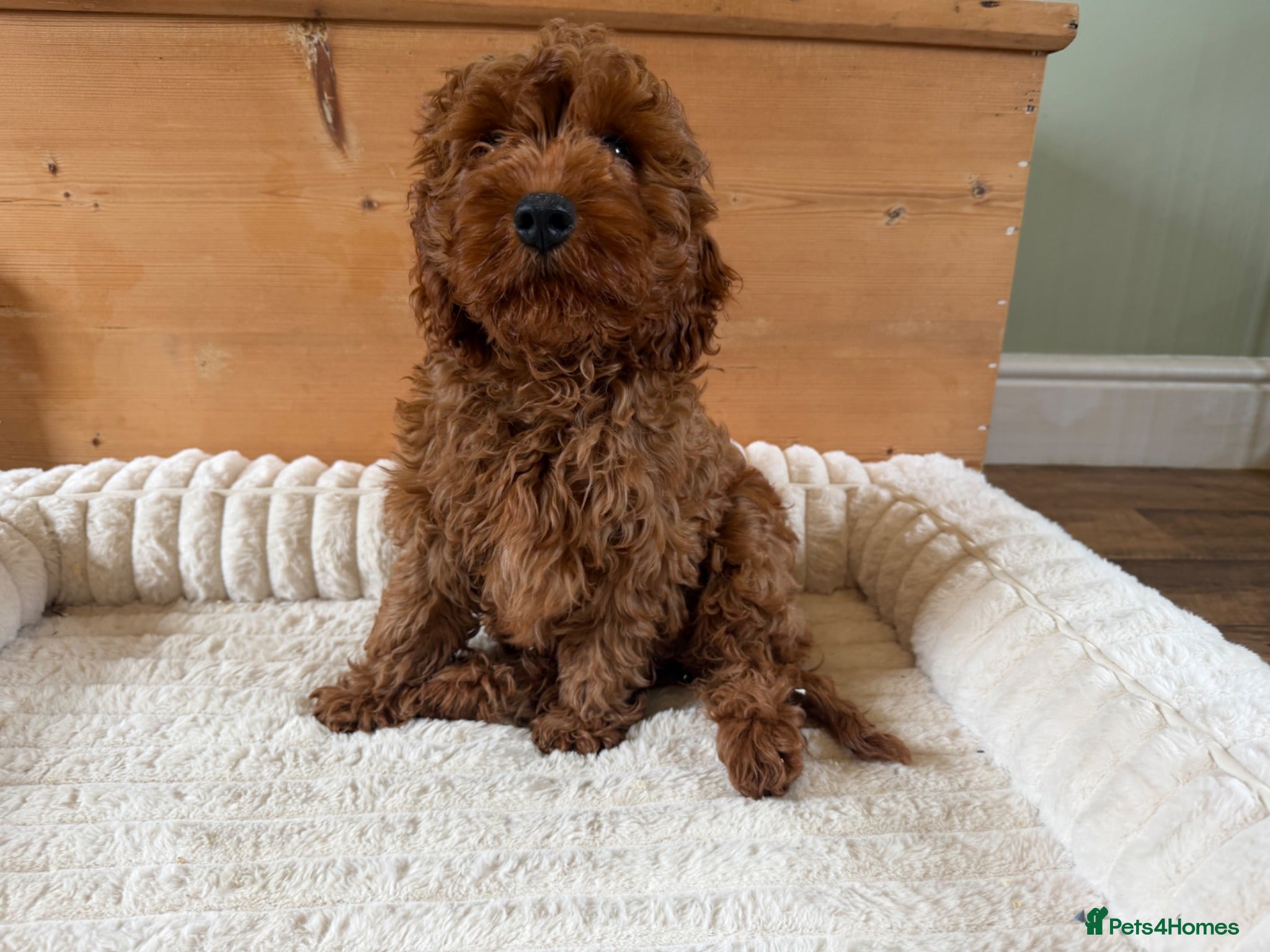 Cavapoo dogs Dad Red F1 Cavapoo Puppies  - Advert 1