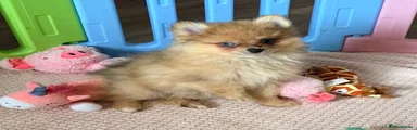 Pomeranian 6