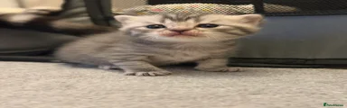 Scottish Fold 3