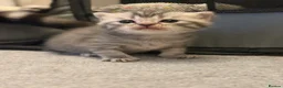 Scottish Fold cats for sale: Scottish Fold Kittens for Sale - Advert 6