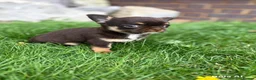 Chihuahua dogs for sale: Two Tiny Kc registered chihuahua boys - Advert 9