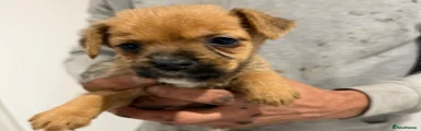 Mixed Breed 3