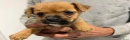 Mixed Breed dogs for sale: Border terrier x jack russel  - Advert 23
