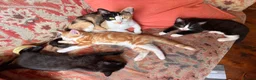 Mixed Breed cats for sale: Four varied mixed breed kittens - Advert 31