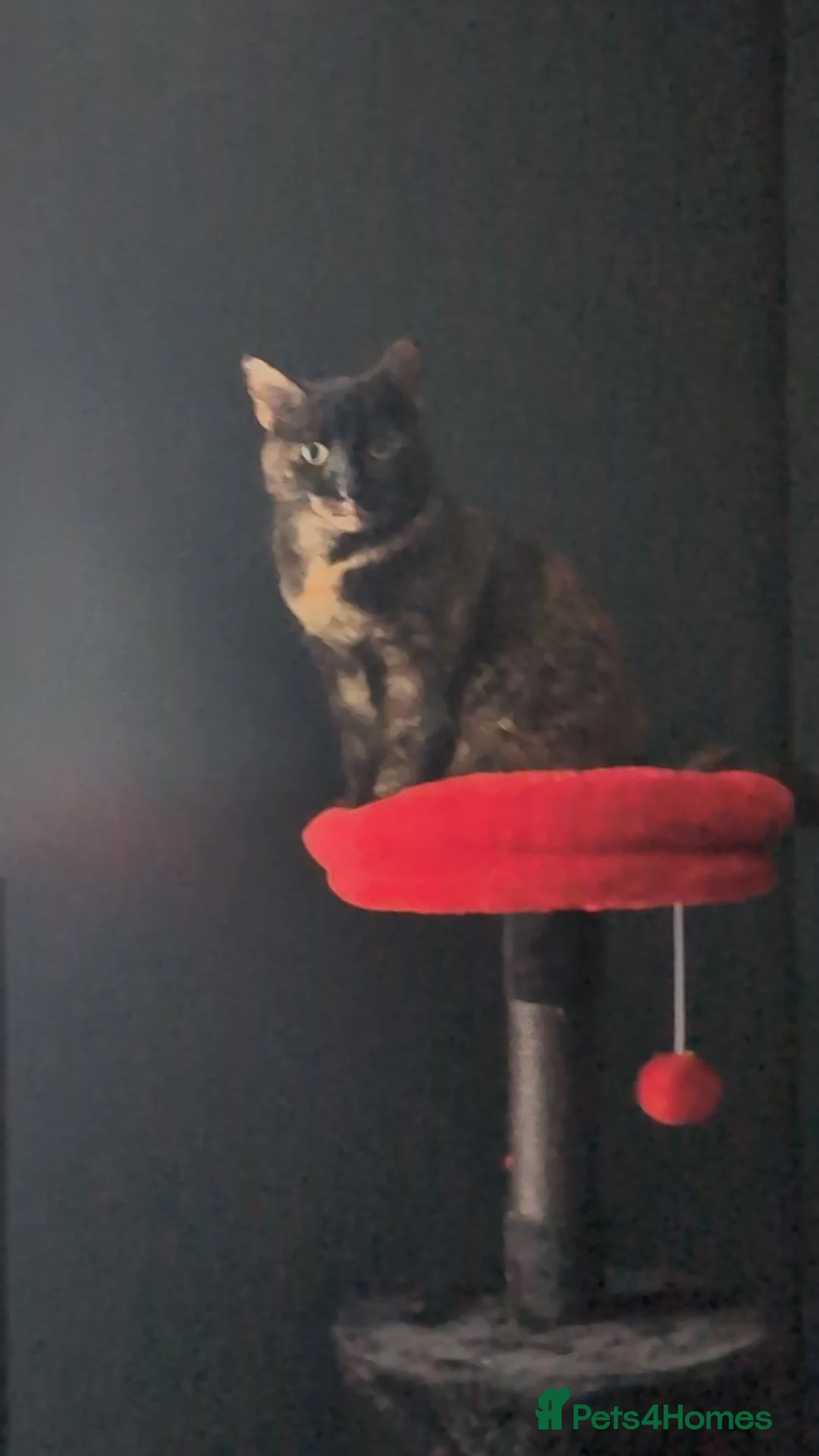 Mixed Breed cats for sale: Cat for sale - Advert 6