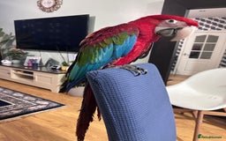 Macaws birds for sale: Beautiful red macaw - Image 1