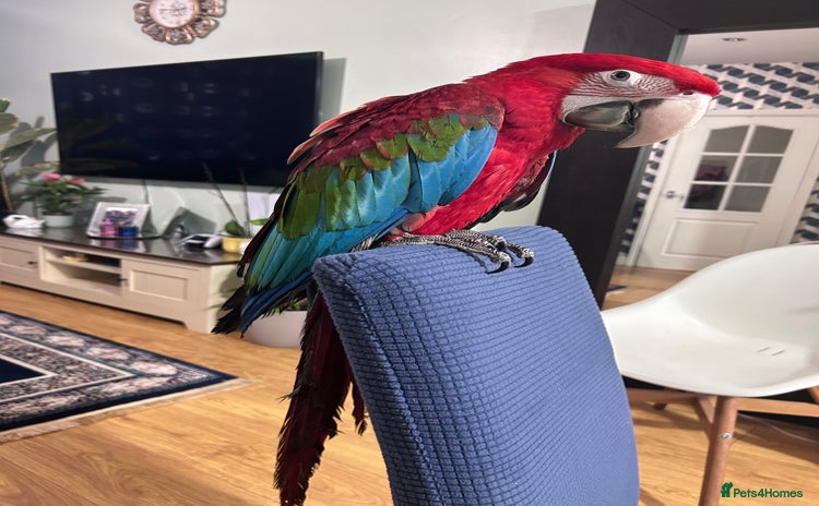 Macaws birds - Advert 1