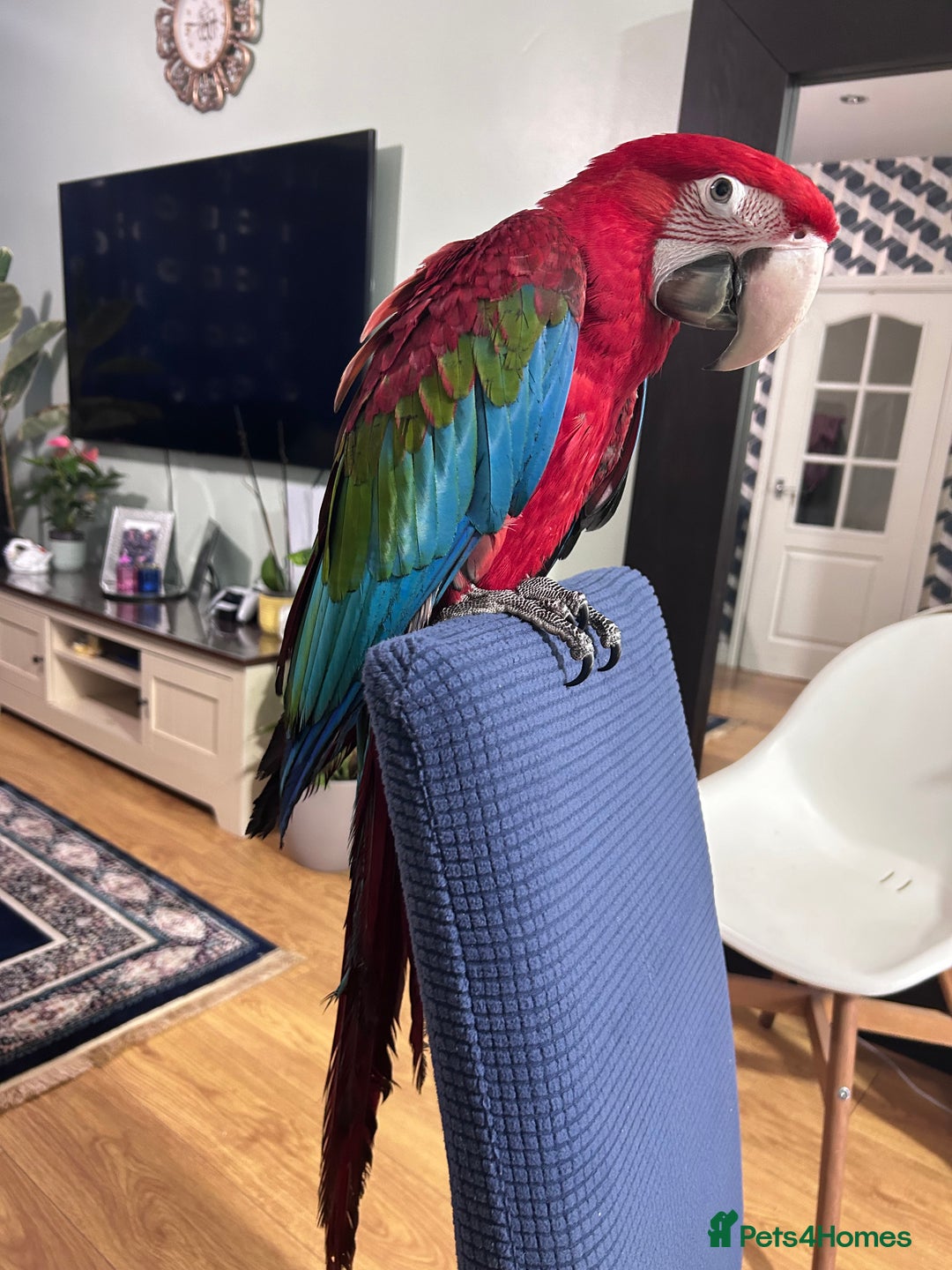 Macaws birds for sale: Beautiful red macaw - Image 1