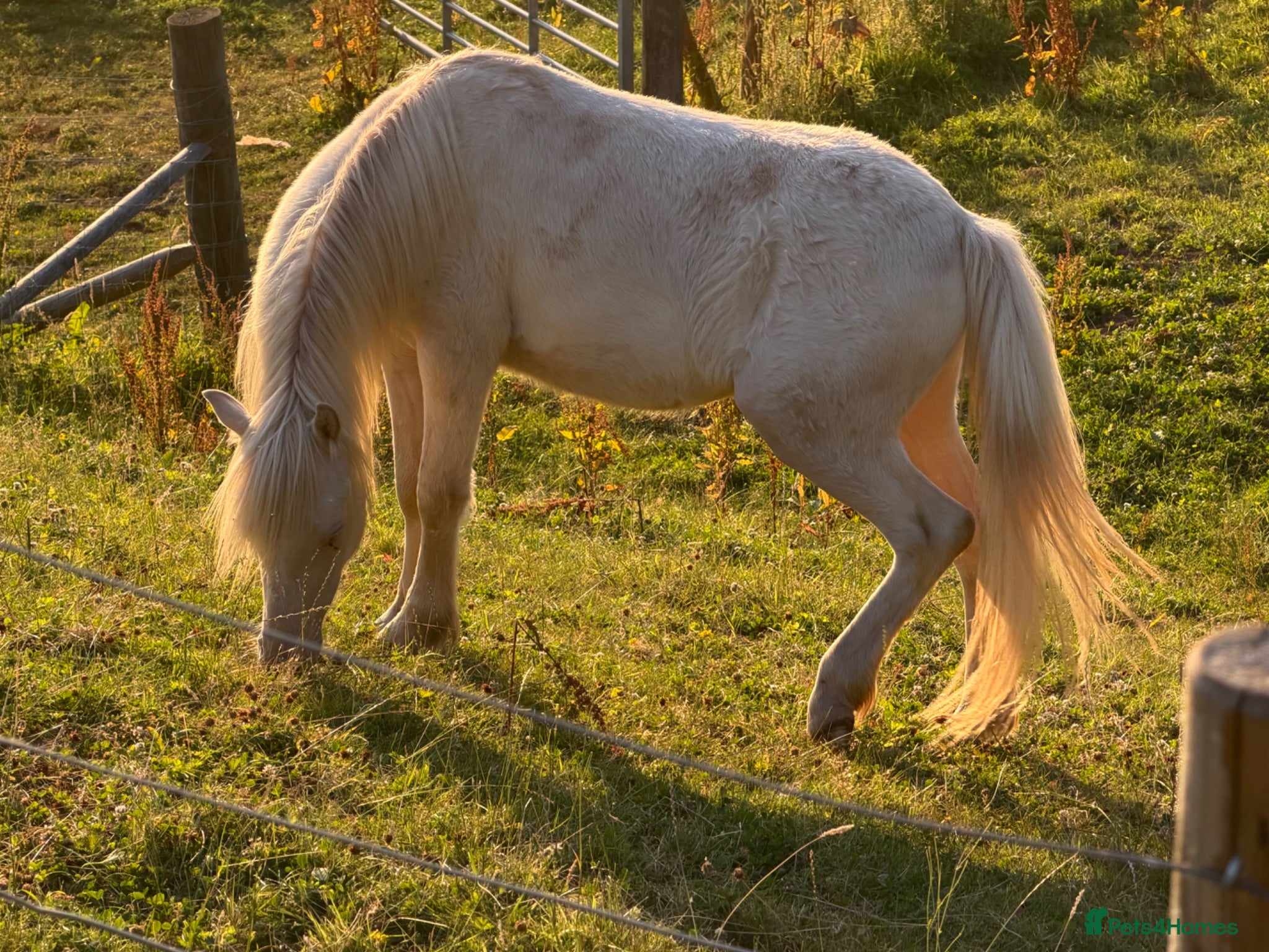 Welsh Section B horses Prince - A handsome boy looking for a family  - Advert 10