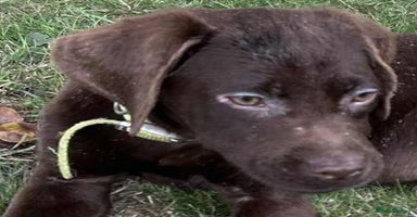Labrador Retriever dogs - Advert 13