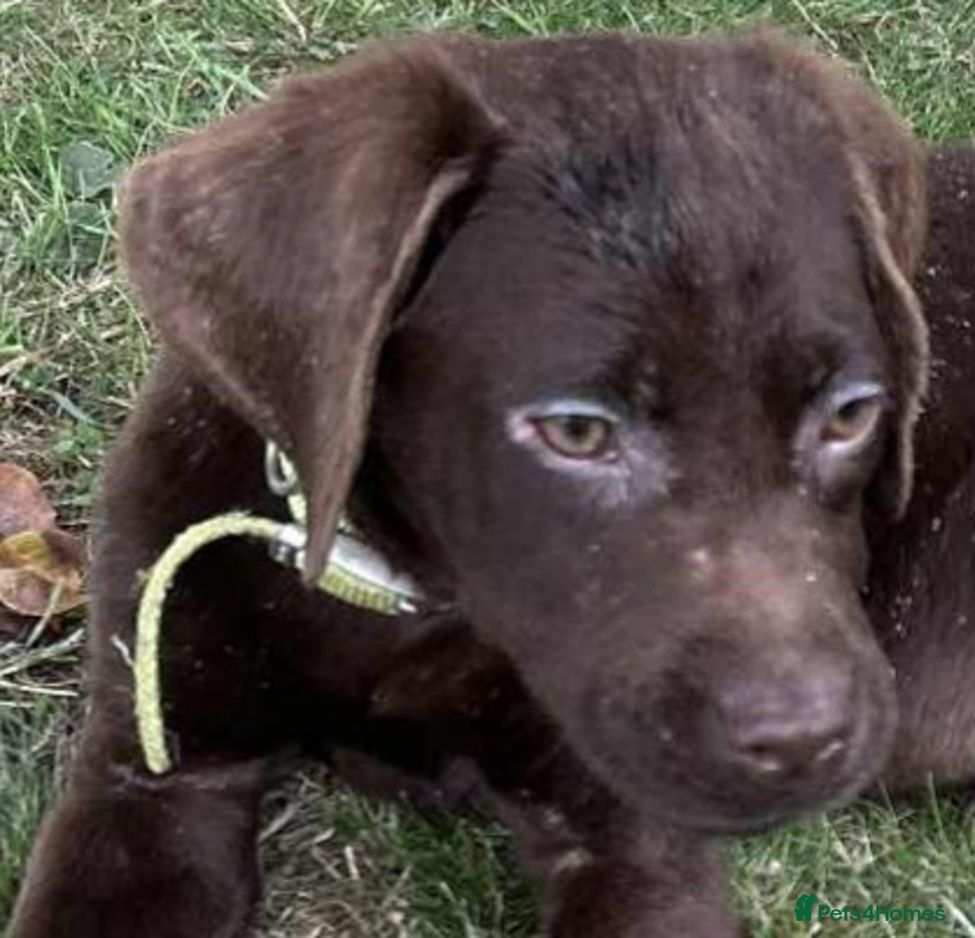 Labrador Retriever dogs for sale: 2 Pedigree Chocolate Male lab puppies for sale - Image 3