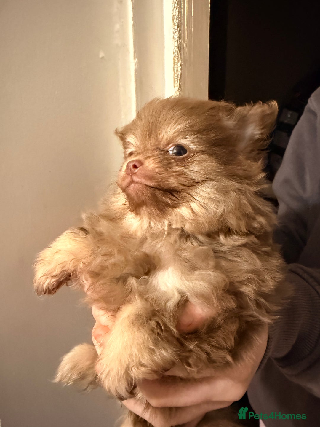 Pomeranian dogs for sale: Micro poms   - Advert 15