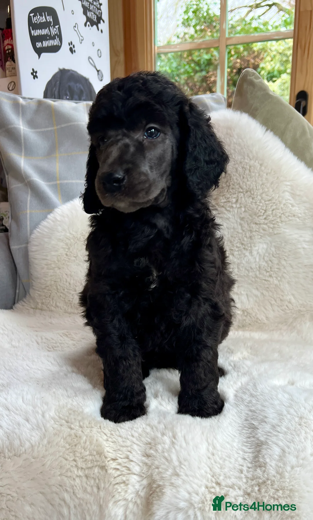 Standard Poodle dogs for sale: Stunning KC reg standard poodles  - Advert 2