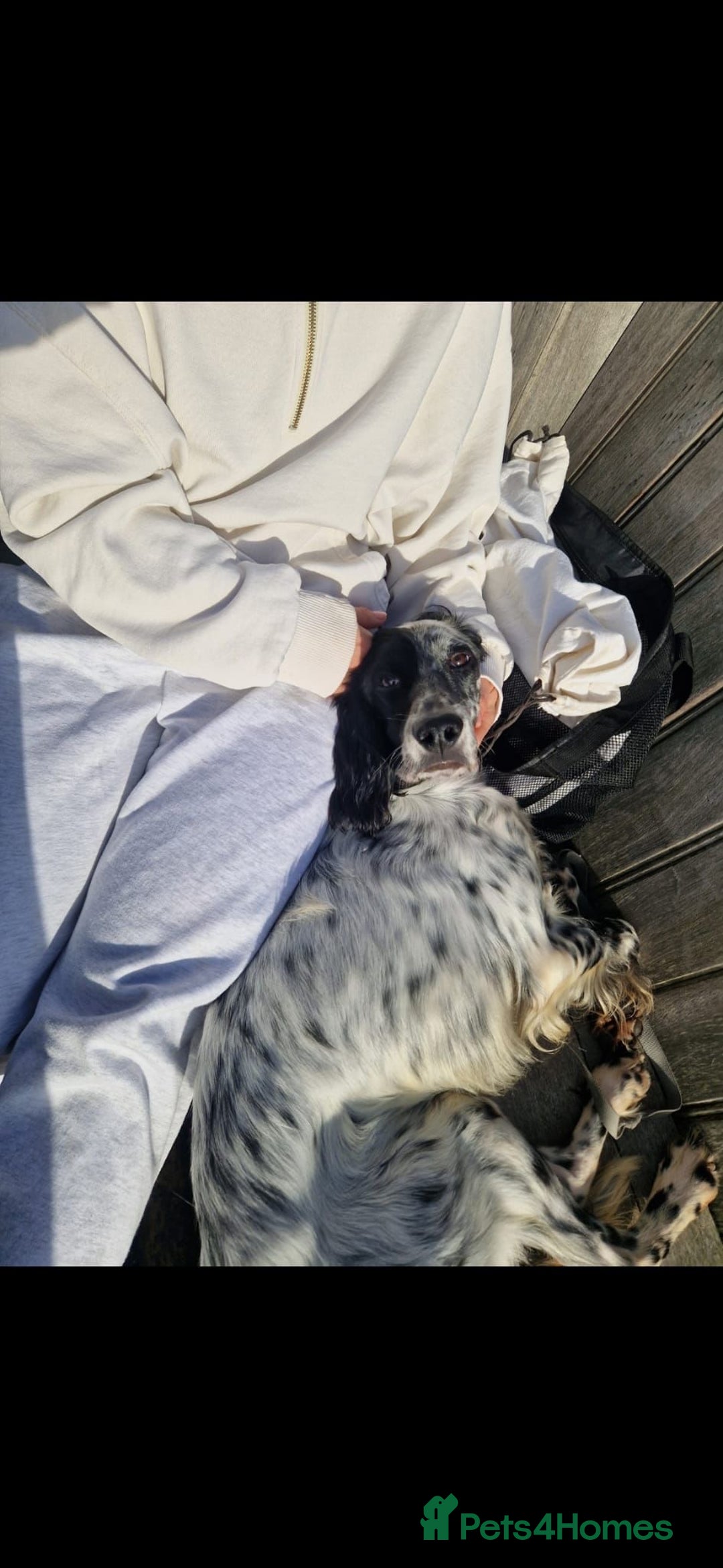 English Setter dogs for adoption: Tae   - Advert 14
