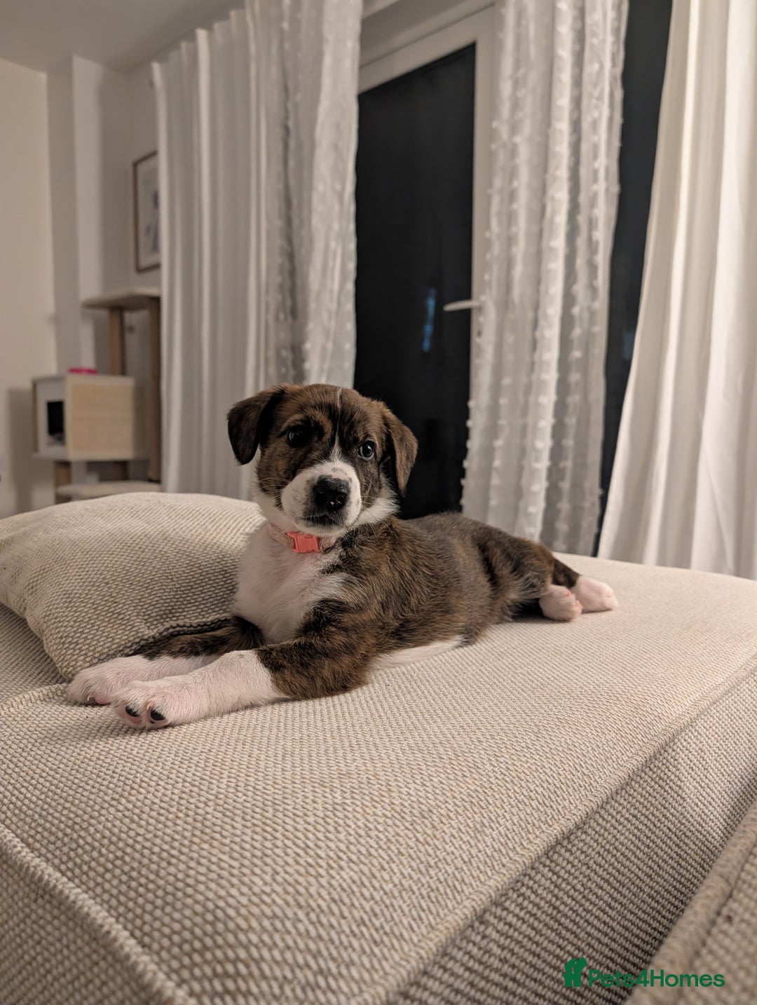 Mixed Breed dogs for sale: Beautiful Springador x Greyhound Puppy - Advert 3