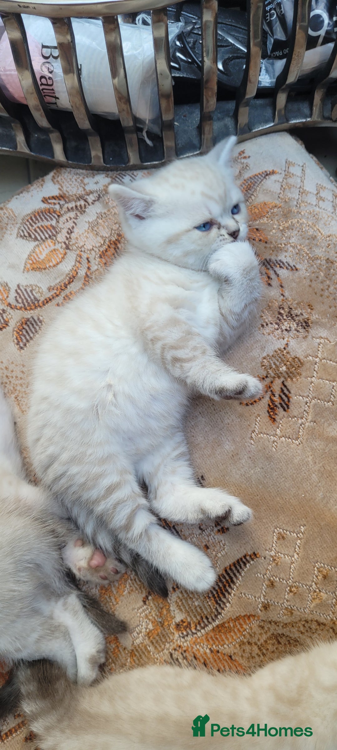Scottish Fold cats for sale: Scottish fold kittens with blue eyes  - Image 10