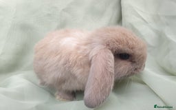 Mini Lop rabbits for sale: Spayed and neutered rabbits for adoption - Image 20