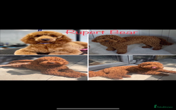 Australian Labradoodle dogs for sale: DNA Tested Miniature Labradoodle puppies  in Cottingham - Image 7