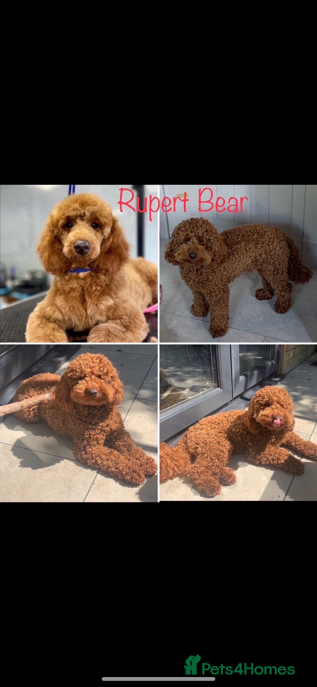Australian Labradoodle dogs for sale: DNA Tested Miniature Labradoodle puppies  in Cottingham - Image 7