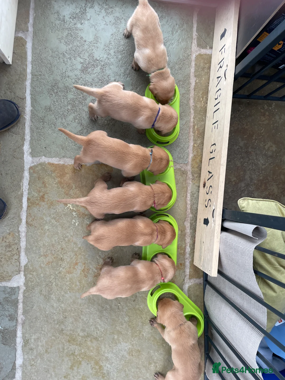 Labrador Retriever dogs for sale: Stunning yellow working Labrador boys in Bristol - Advert 1