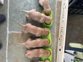 Labrador Retriever dogs Stunning yellow working Labrador boys - Advert 9