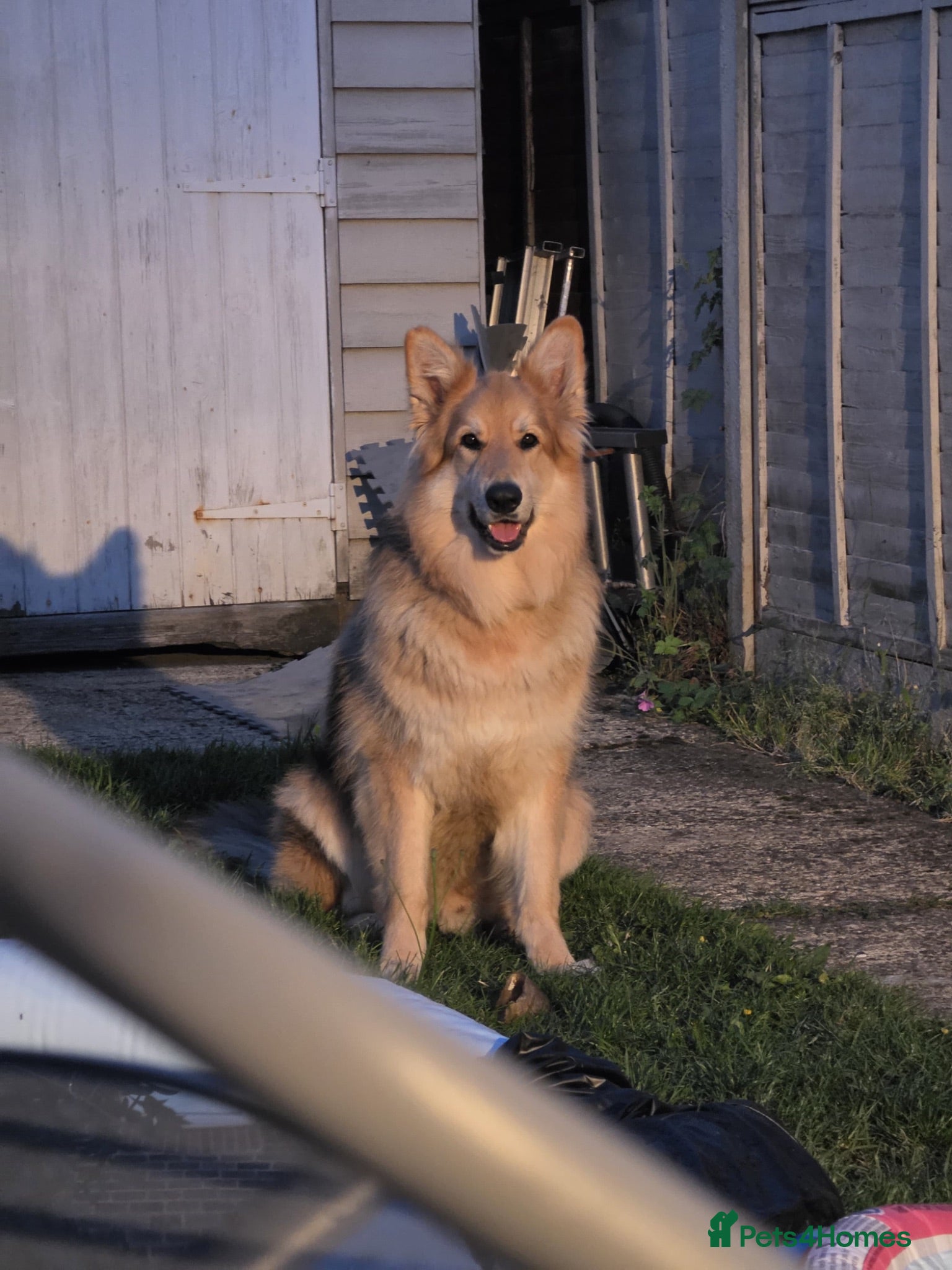 German Shepherd dogs Male German Shepherd  - Advert 1