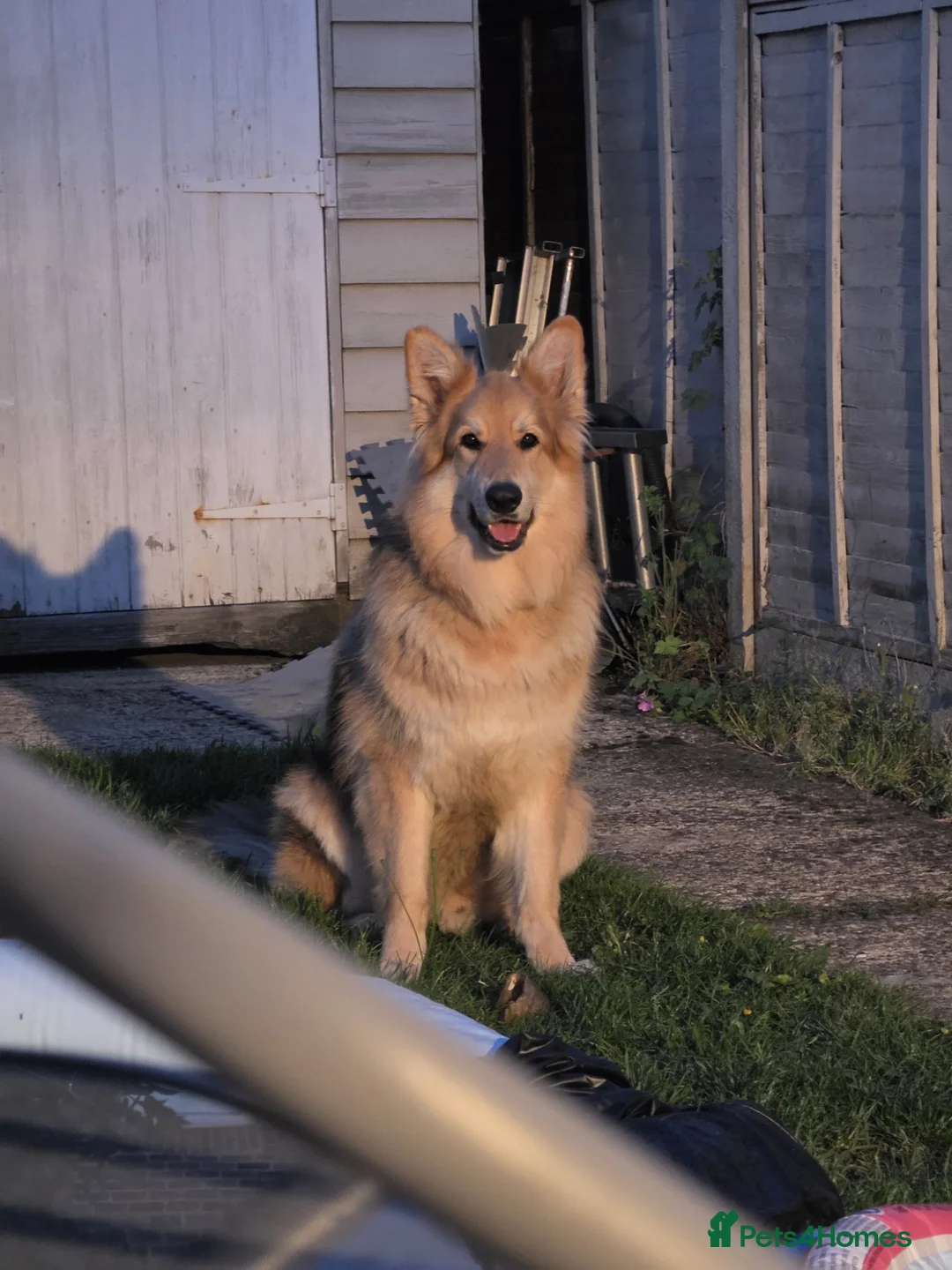 German Shepherd dogs for sale: Male German Shepherd  in High Wycombe - Advert 1