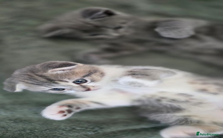Scottish Fold cats - Advert 9