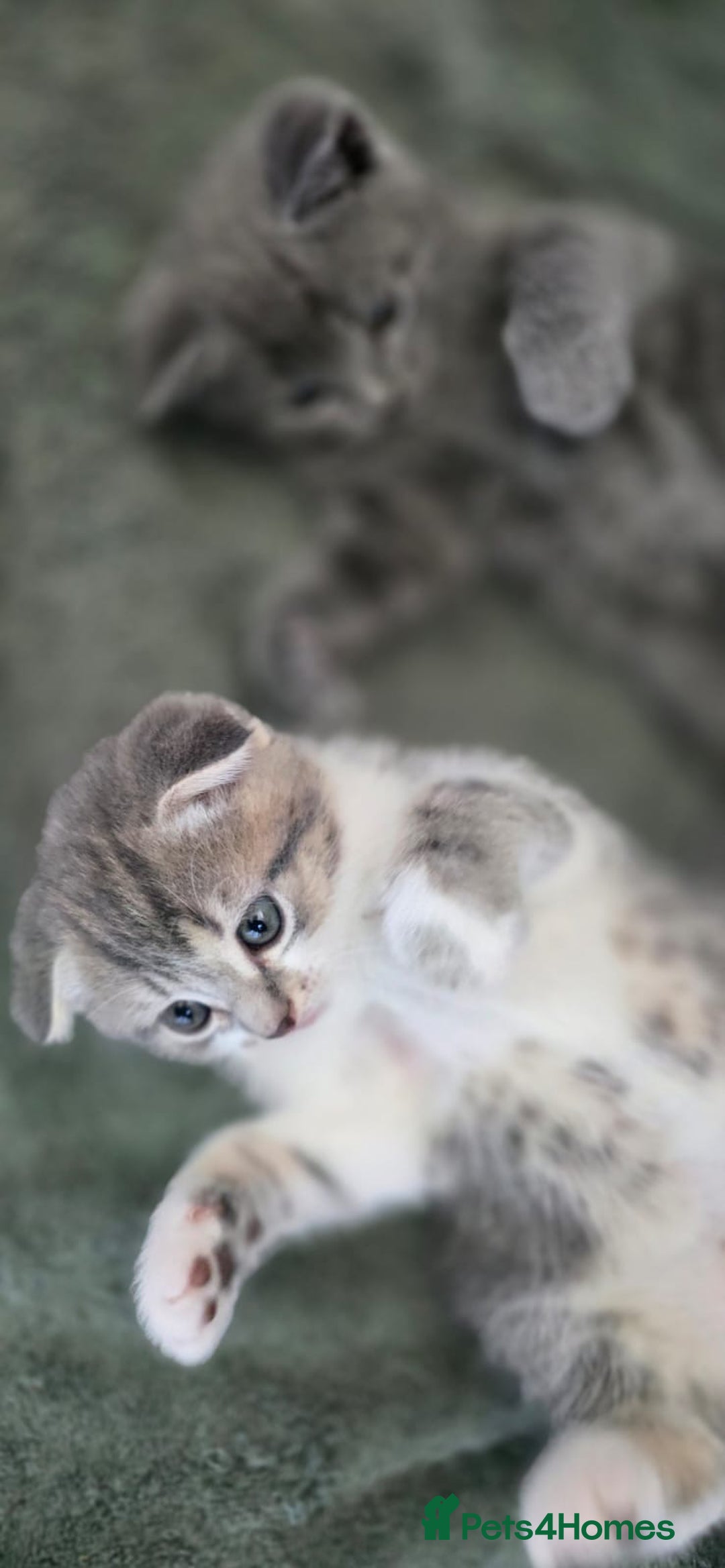 Scottish Fold cats for sale: Charming Scottish Fold Kitten – Born 7th July  - Image 1