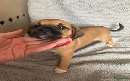 Puggle dogs for sale:  Puggle’s For Sale 🐶  - Image 1