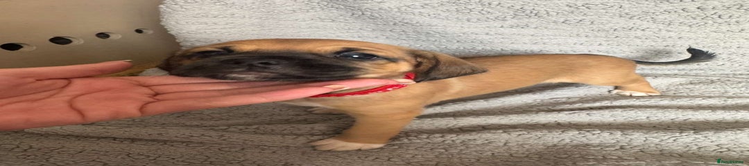 Puggle Puppy 3