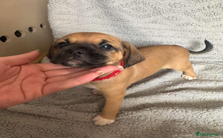 Puggle dogs - Advert 1