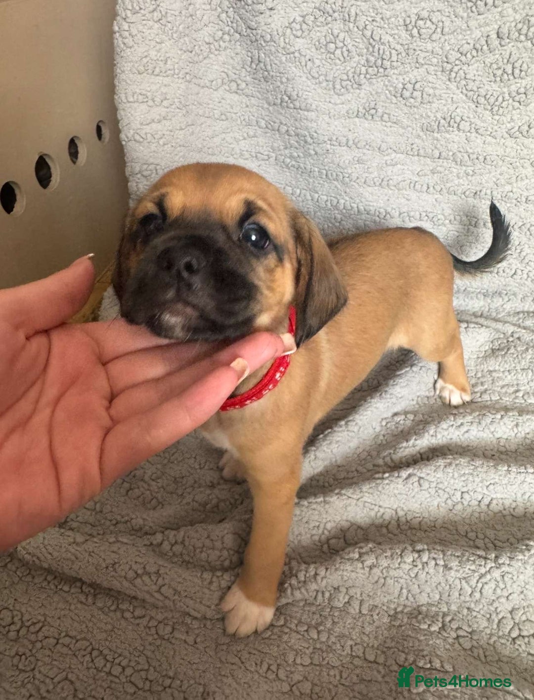 Puggle dogs for sale:  Puggle’s For Sale 🐶  - Image 1