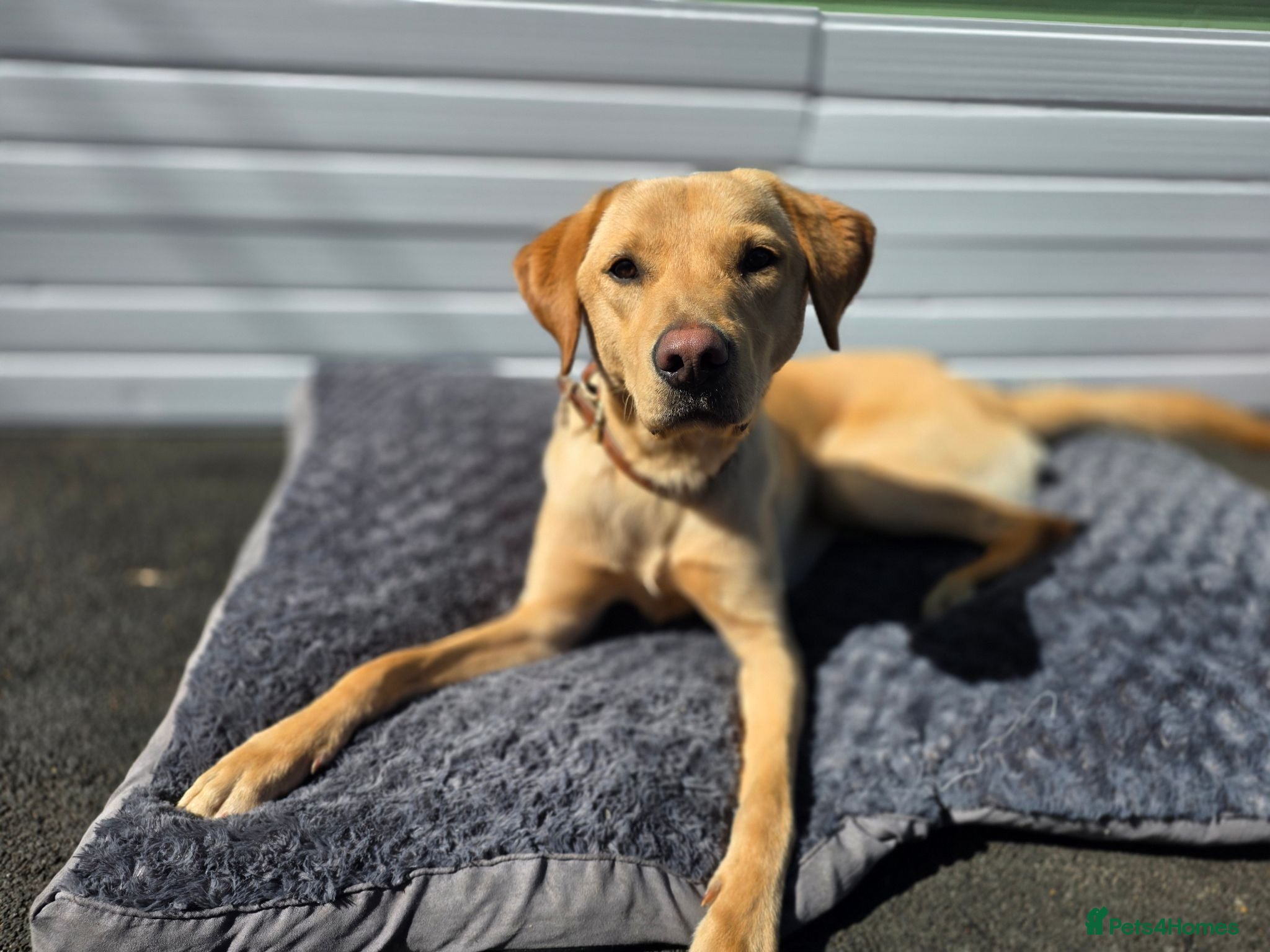Labrador Retriever dogs 21 Month old male labrador  - Advert 1
