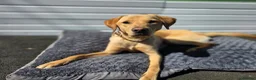Labrador Retriever dogs for sale: 21 Month old male labrador  - Advert 1