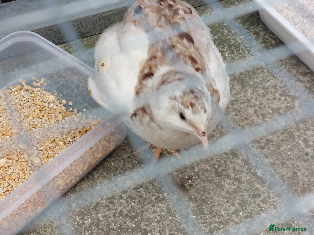 Quail poultry for sale: Male jap quail - Advert 2