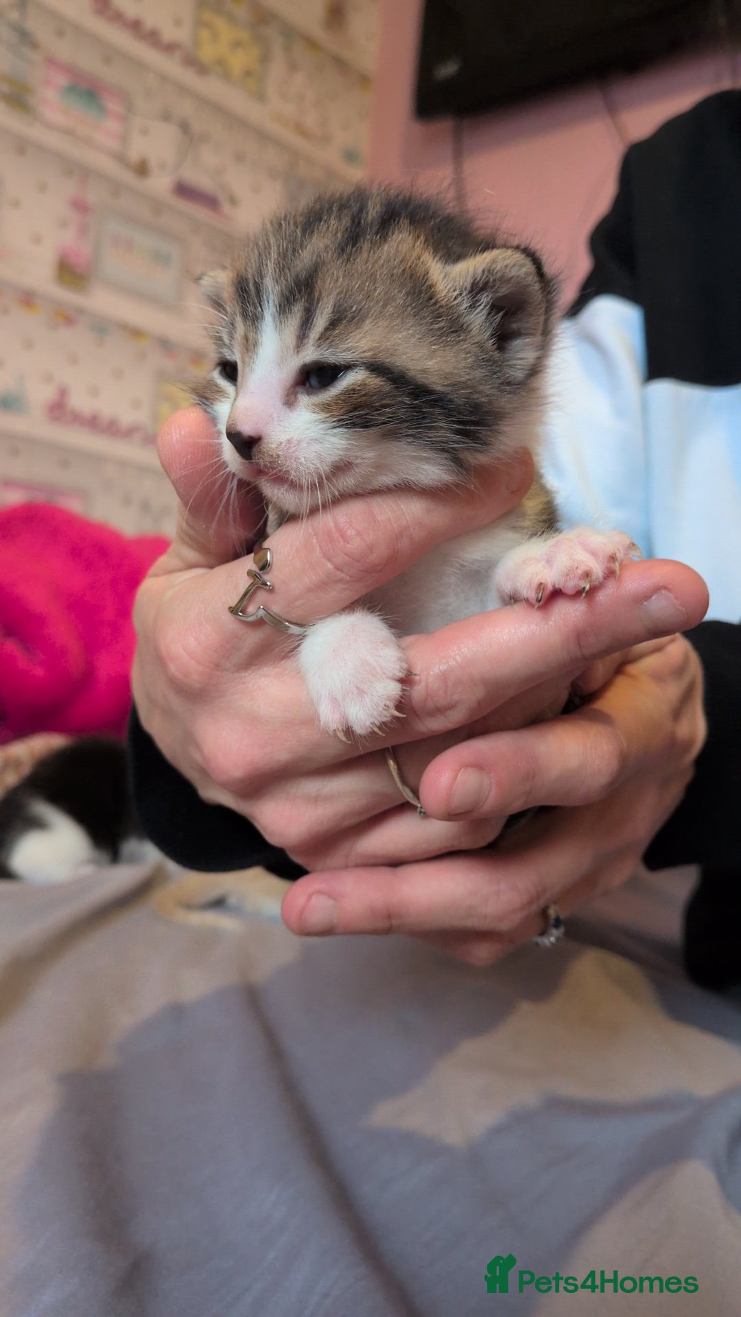 Mixed Breed cats for sale: Mixed breed - Advert 9