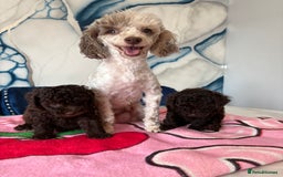 Toy Poodle dogs for sale: 1 Male & 1 Female Toy Poodle - Image 1