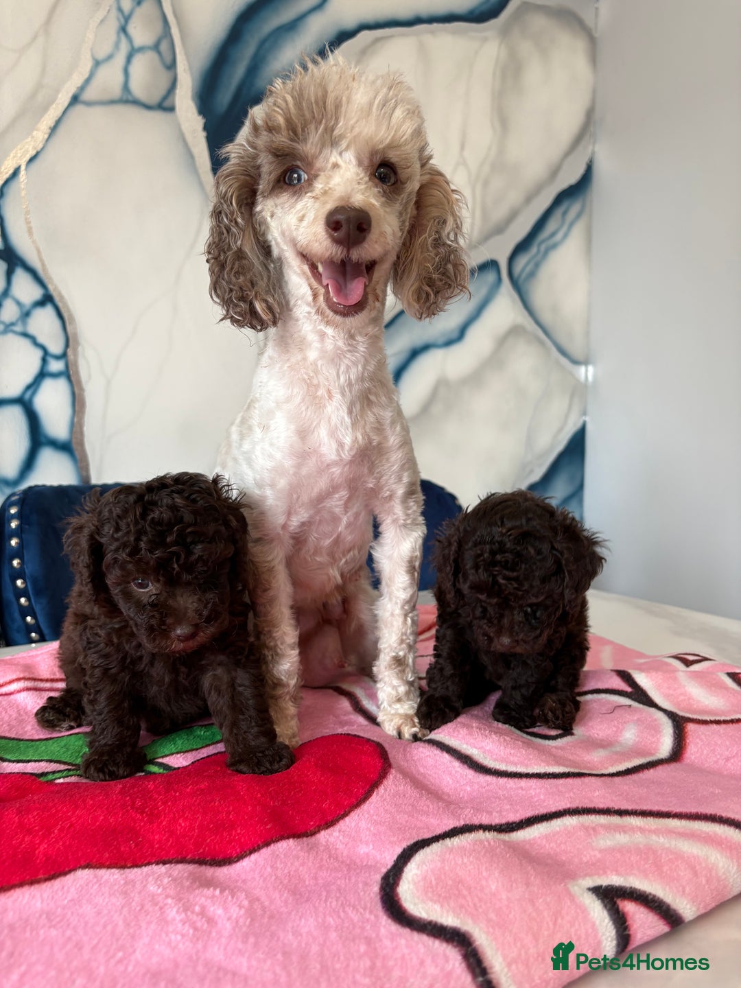 Toy Poodle dogs for sale: 1 Male & 1 Female Toy Poodle - Image 1