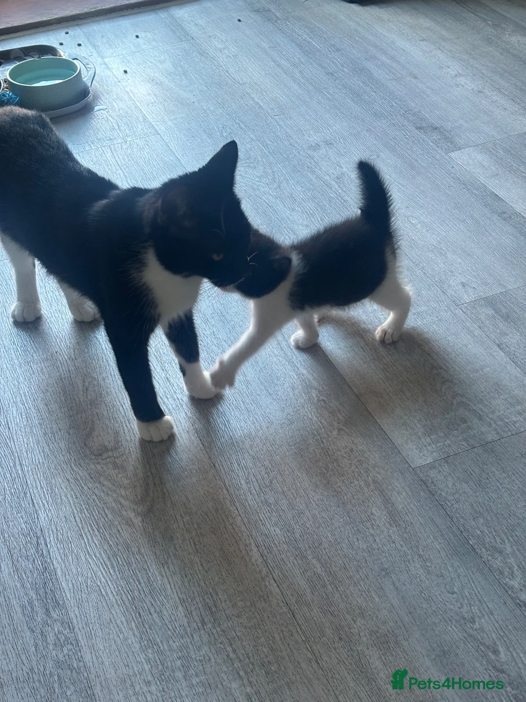 Mixed Breed cats for sale: Mixed breed kittens  in Folkestone - Advert 7