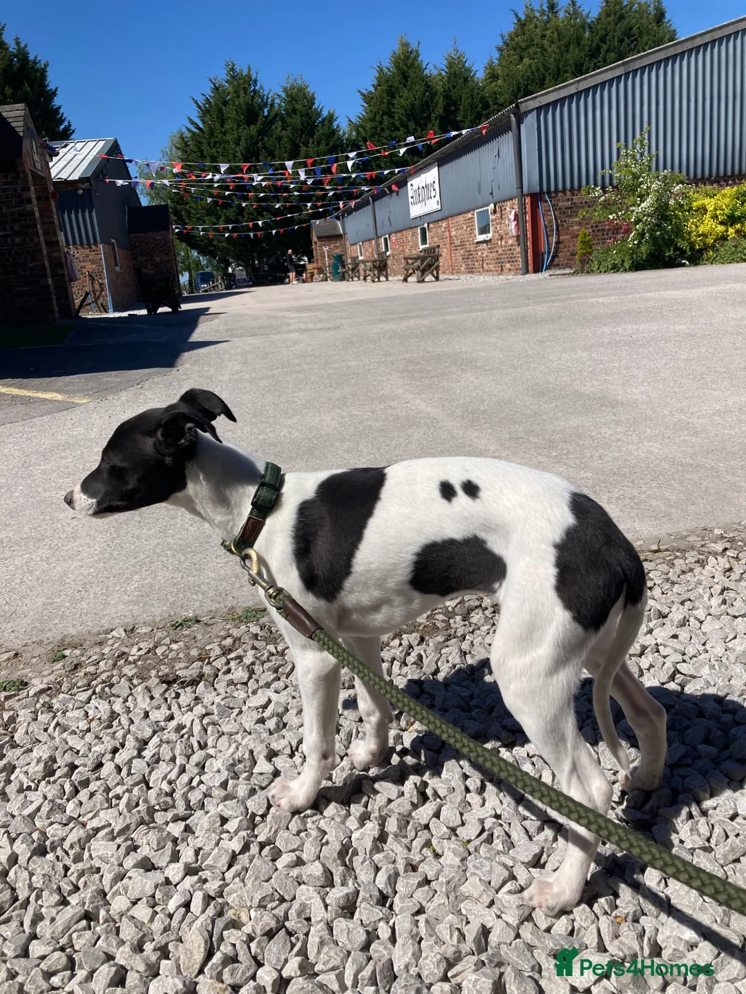 Whippet dogs for sale: KC reg female whippet pup - Advert 2