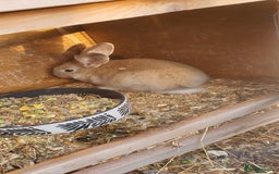 Continental Giant rabbits for sale: Female Continental Giant For Sale  - Image 1