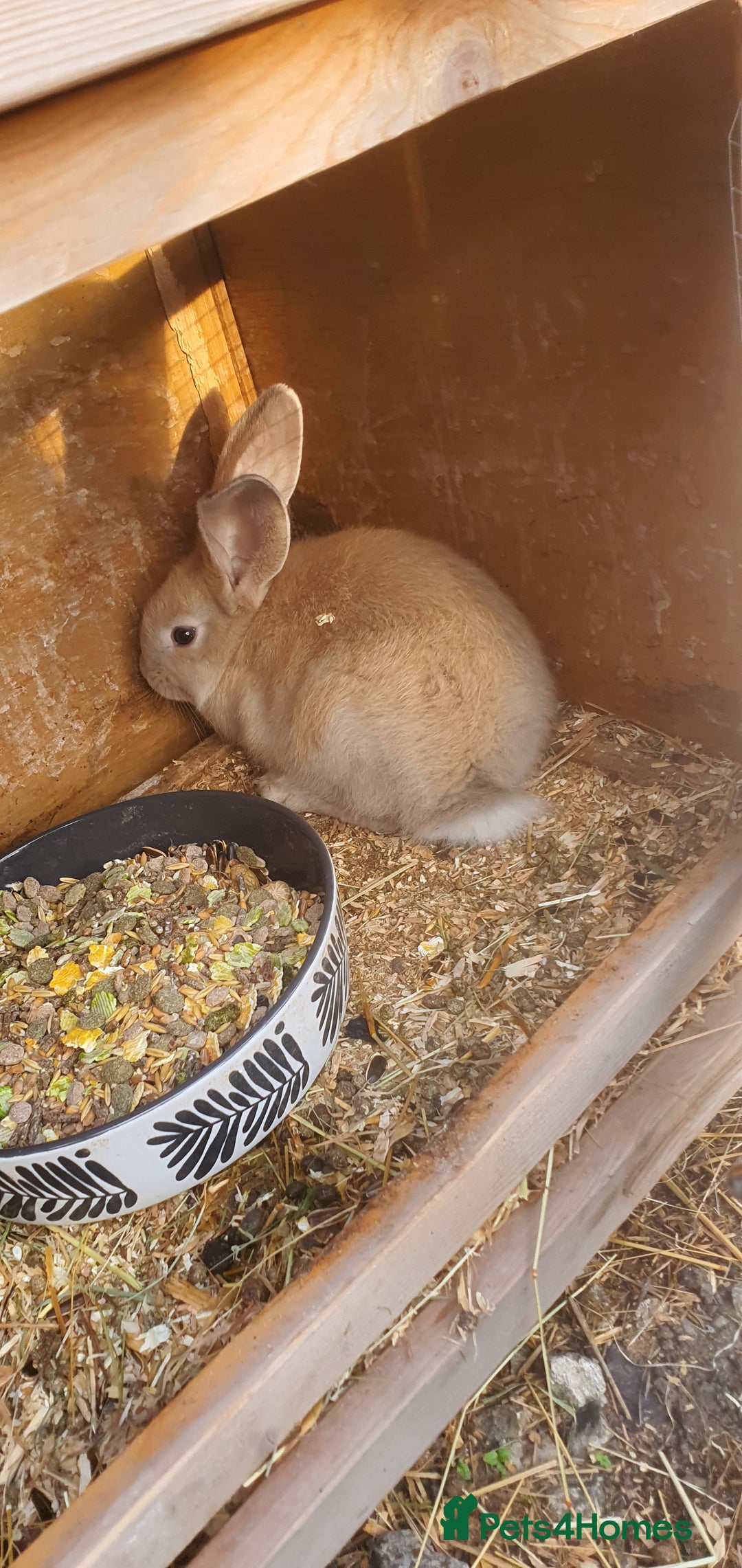 Continental Giant rabbits for sale: Female Continental Giant For Sale  - Image 1